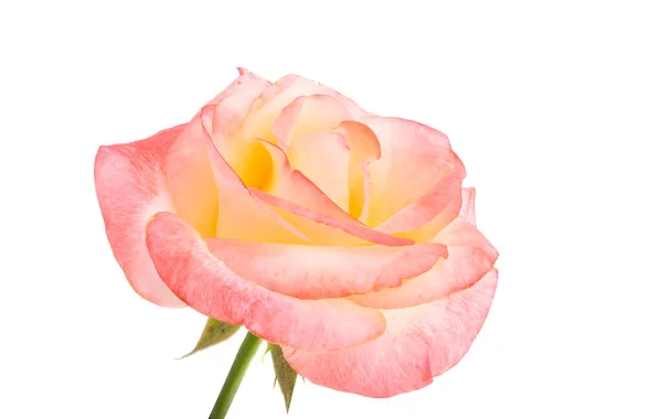 Pink Yellow Rose Isolated White Background — Stock Photo, Image