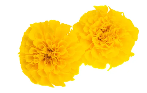 Marigold Virágok Elszigetelt Fehér Háttér — Stock Fotó