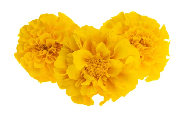 Marigold Flowers Isolated White Background — Stock Photo, Image