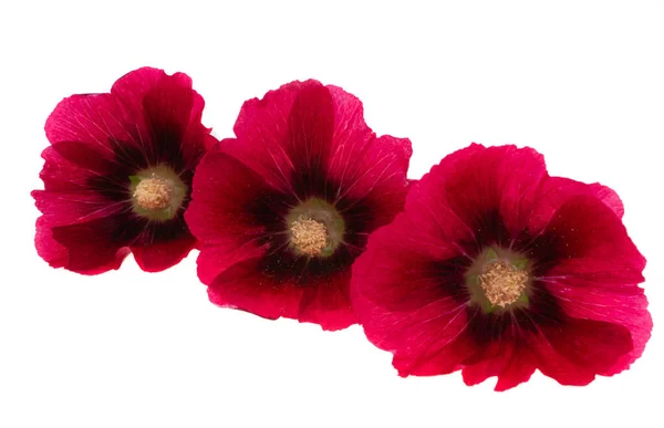 Flor Malva Roja Aislada Sobre Fondo Blanco — Foto de Stock