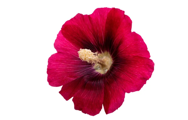 Червона Квітка Мальви Ізольована Білому Тлі — стокове фото
