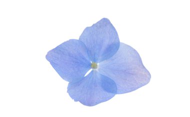 Mavi ortanca çiçekleri beyaz arkaplanda izole edilmiş 