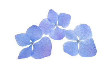 Mavi ortanca çiçekleri beyaz arkaplanda izole edilmiş 