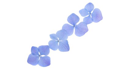 Mavi ortanca çiçekleri beyaz arkaplanda izole edilmiş 