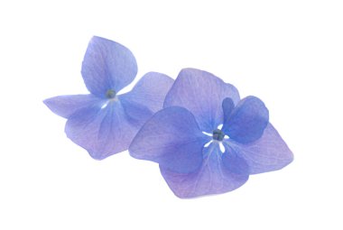 Mavi ortanca çiçekleri beyaz arkaplanda izole edilmiş 