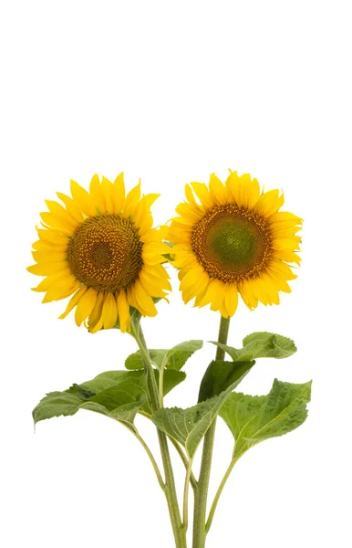 Flor Girasol Aislada Sobre Fondo Blanco — Foto de Stock