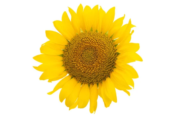 Sunflower Flower Isolated White Background — Stock Photo, Image