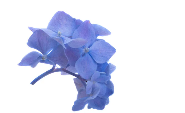 Blå Hortensia Blommor Isolerad Vit Bakgrund — Stockfoto