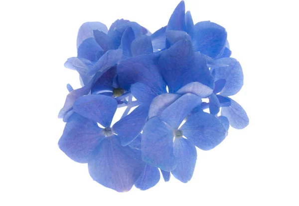 Blauwe Hortensia Bloemen Geïsoleerd Witte Achtergrond — Stockfoto