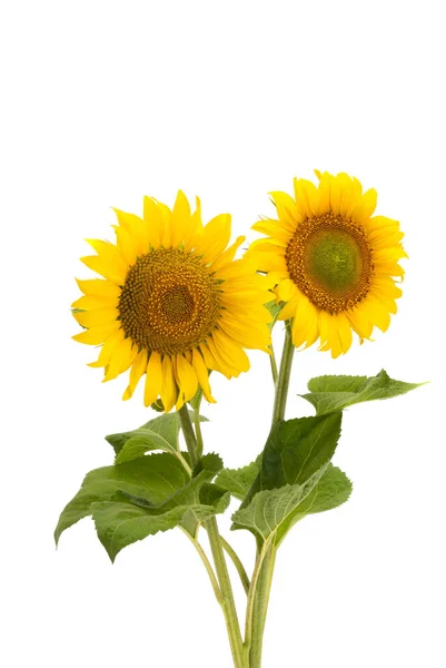 Flor Girasol Aislada Sobre Fondo Blanco — Foto de Stock