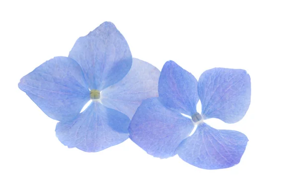 Fiori Ortensia Blu Isolati Sfondo Bianco — Foto Stock