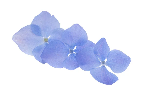 Flores Hortensias Azules Aisladas Sobre Fondo Blanco —  Fotos de Stock