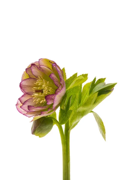 Зеленый Hellebore Изолированы Белом Фоне — стоковое фото