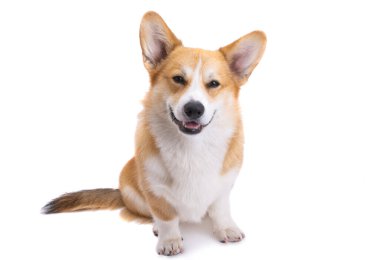 corgi portrait isolated on white background 