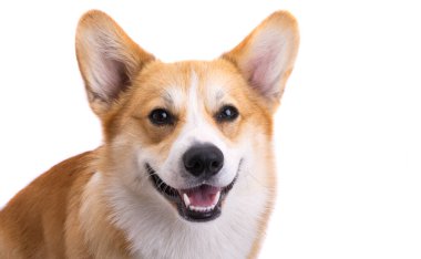 corgi portrait isolated on white background 