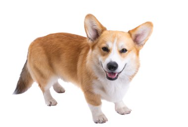 corgi portrait isolated on white background 