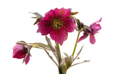 red hellebore isolated on white background 
