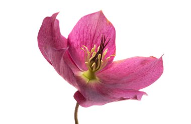 red hellebore isolated on white background 