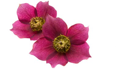 red hellebore isolated on white background 