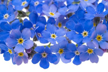 Beyaz arkaplanda izole edilmiş 