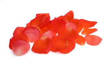 parlak kırmızı gül beyaz zemin üzerine izole 