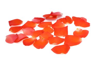 parlak kırmızı gül beyaz zemin üzerine izole 