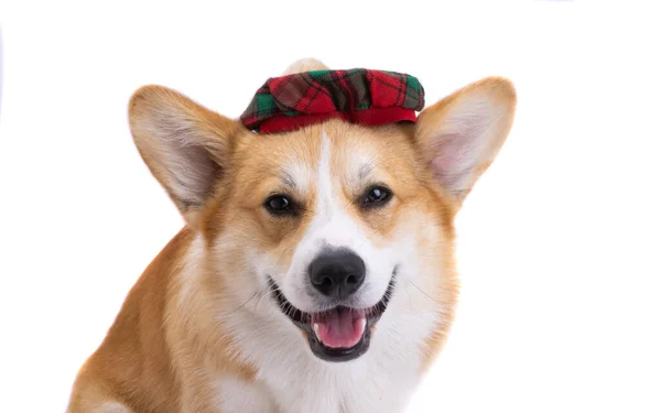 Corgi Con Sombrero Tartán Aislado Sobre Fondo Blanco — Foto de Stock