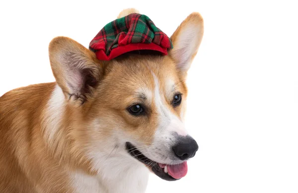 Corgi Con Sombrero Tartán Aislado Sobre Fondo Blanco — Foto de Stock