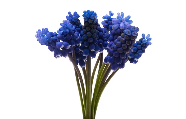 Muscari Flower Isolated White Background — Stock Photo, Image