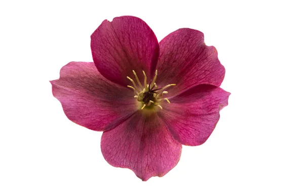 Red Hellebore Isolated White Background — Stockfoto