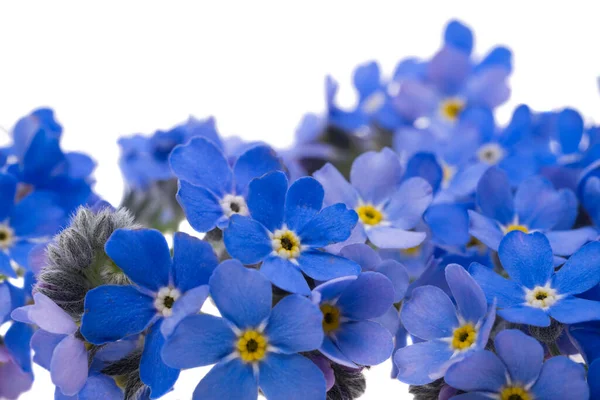 Vergissmeinnicht Blumen Isoliert Auf Weißem Hintergrund — Stockfoto