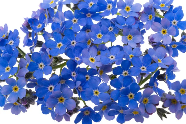 Glömma Mig Inte Blommor Isolerad Vit Bakgrund — Stockfoto