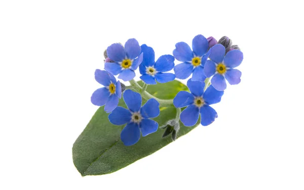 Glömma Mig Inte Blommor Isolerad Vit Bakgrund — Stockfoto