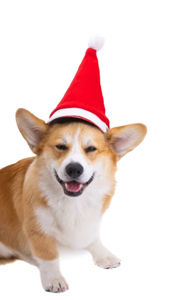 Corgi Mit Weihnachtsmann Hut Isoliert Auf Weißem Hintergrund — Stockfoto
