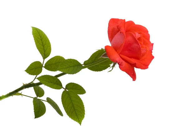 Rosa Vermelha Brilhante Isolado Fundo Branco — Fotografia de Stock