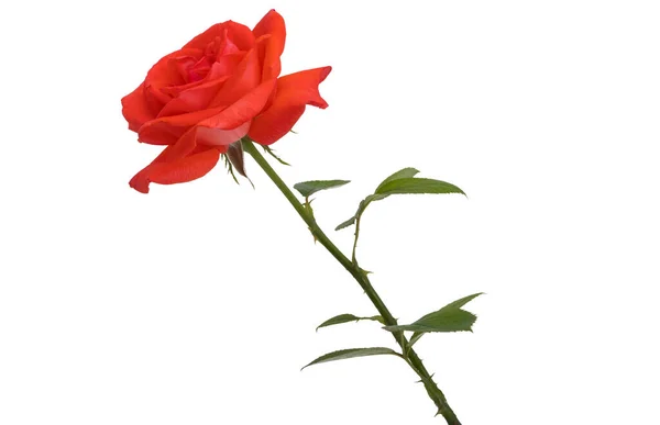 Яскраво Червона Троянда Ізольована Білому Тлі — стокове фото