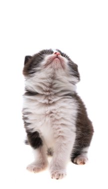 Beyaz arkaplanda izole kedi yavrusu 