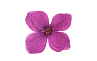 Beyaz arkaplanda yalıtılmış leylak çiçeği 