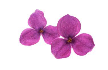Beyaz arkaplanda yalıtılmış leylak çiçeği 