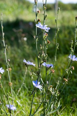Çayırda büyüyen hindiba çiçeği 