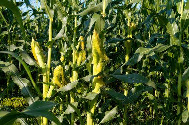 Güneşli bir günde tarlada mısır yetişiyor. 