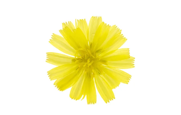 Beyaz Arkaplanda Izole Edilmiş Sarı Çayır Çiçeği — Stok fotoğraf