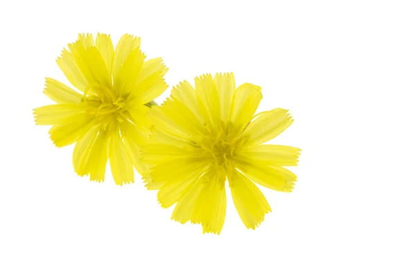 Fiore Giallo Prato Isolato Sfondo Bianco — Foto Stock