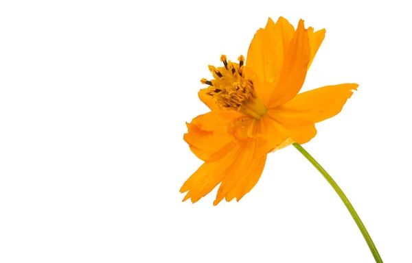 Flor Cosmos Naranja Aislada Sobre Fondo Blanco — Foto de Stock