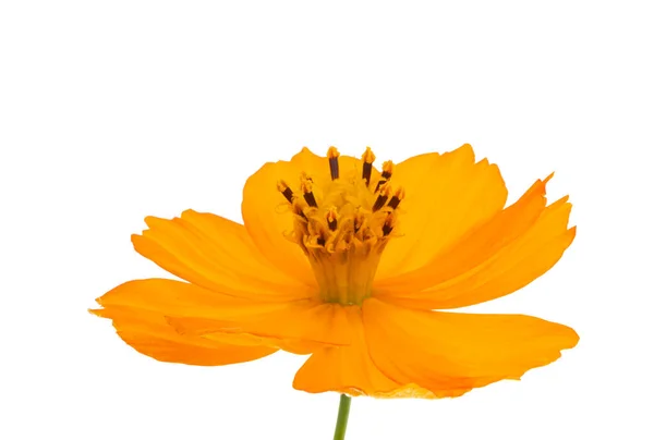 Flor Cosmos Naranja Aislada Sobre Fondo Blanco — Foto de Stock