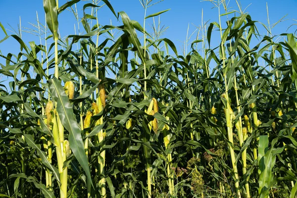 Corn Growing Field Sunny Day — Stock Photo, Image