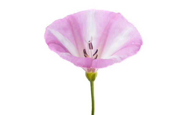 Bindweed Flor Aislada Sobre Fondo Blanco — Foto de Stock