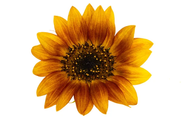 Sonnenblume Blume Isoliert Auf Weißem Hintergrund — Stockfoto