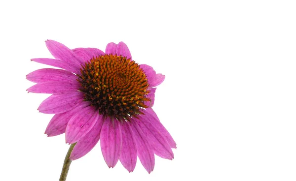 Echinacea Bloem Geïsoleerd Witte Achtergrond — Stockfoto