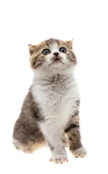 Kitten Geïsoleerd Witte Achtergrond — Stockfoto